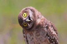 Owl Sideways.webp Owl Sideways.webp